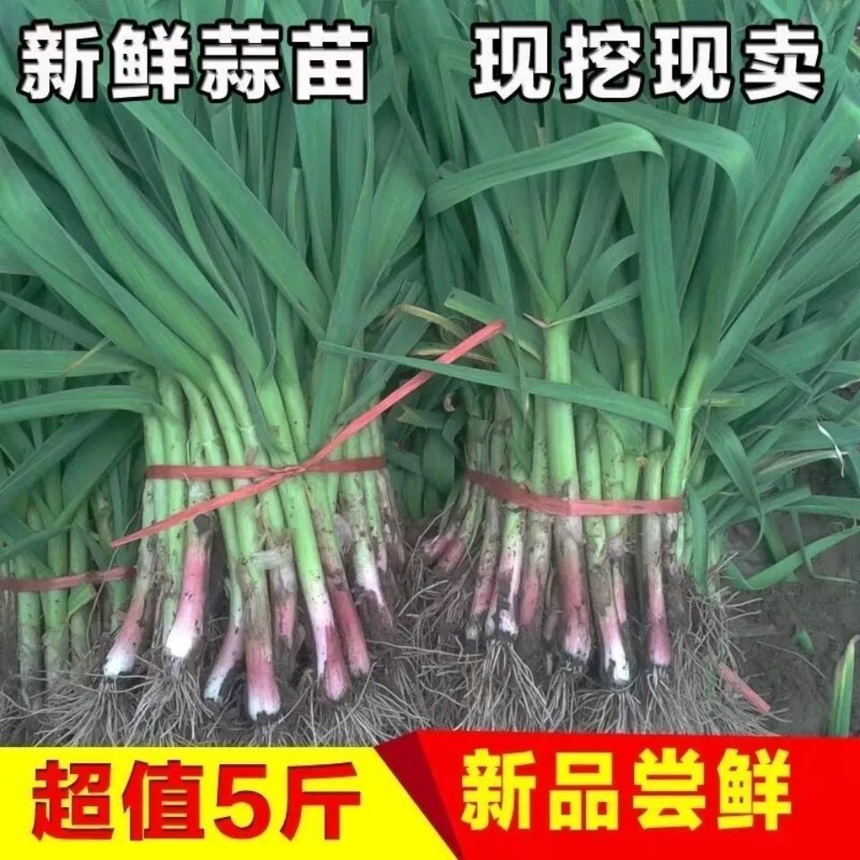ַʺƤƤ統߲