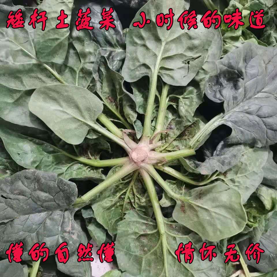 ߲¶ֲ˪źҶſز˱˰ſغ