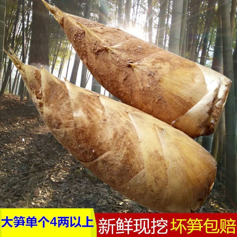 ڸɽũëʴһ
