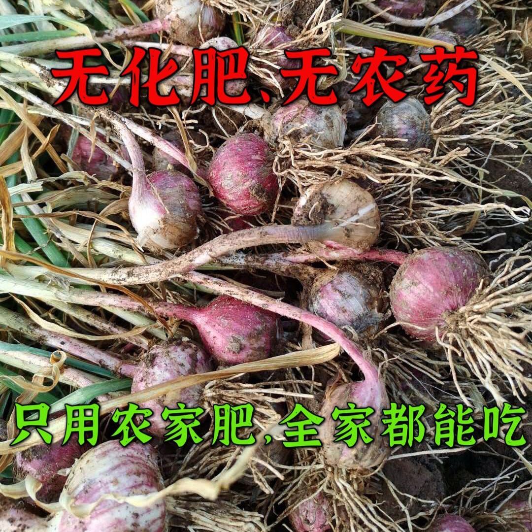 ⡿ϴƤͷʴƤʪũ1-5