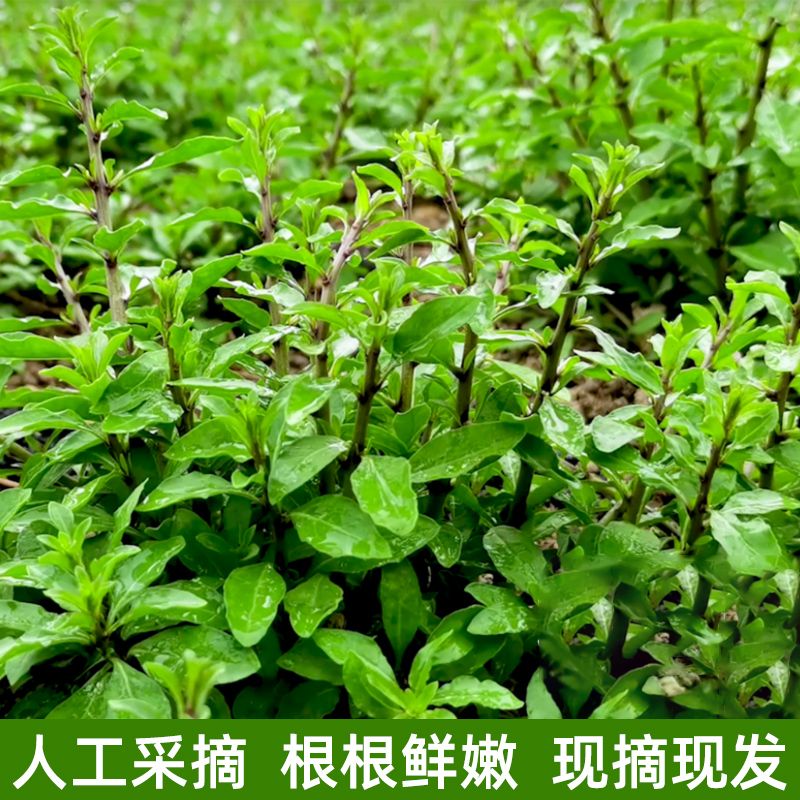 Ұ轲Ұͷѿժַ߲Ҷʳ
