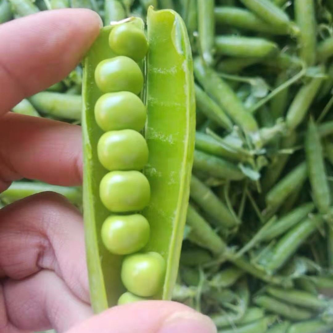 ඹ㶹㶹㶹ũ¶ֲ㶹Դ