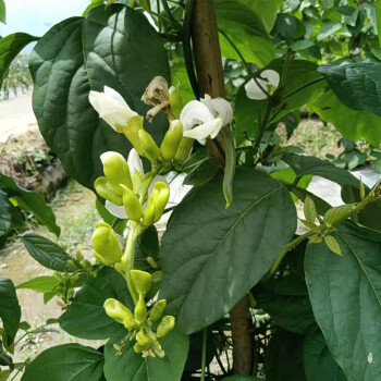 ޢʲժϱ۵ũժַⶹ൶Ѷ 500g
