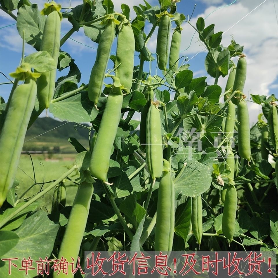 㶹㶹ˮ㶹㶹ũֲժַ