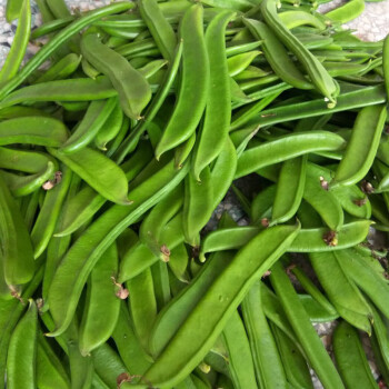 ޢʲժϱ۵ũժַⶹ൶Ѷ 500g

