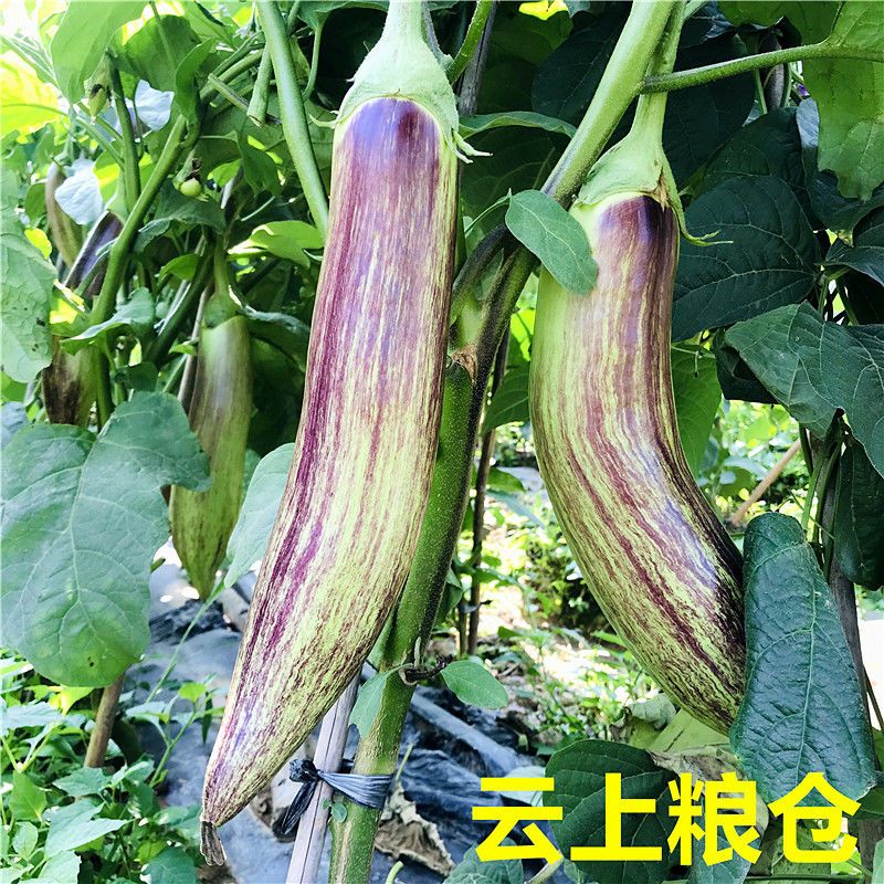 ϱлԭ̬ϸڴƤŴѲƵʳİ