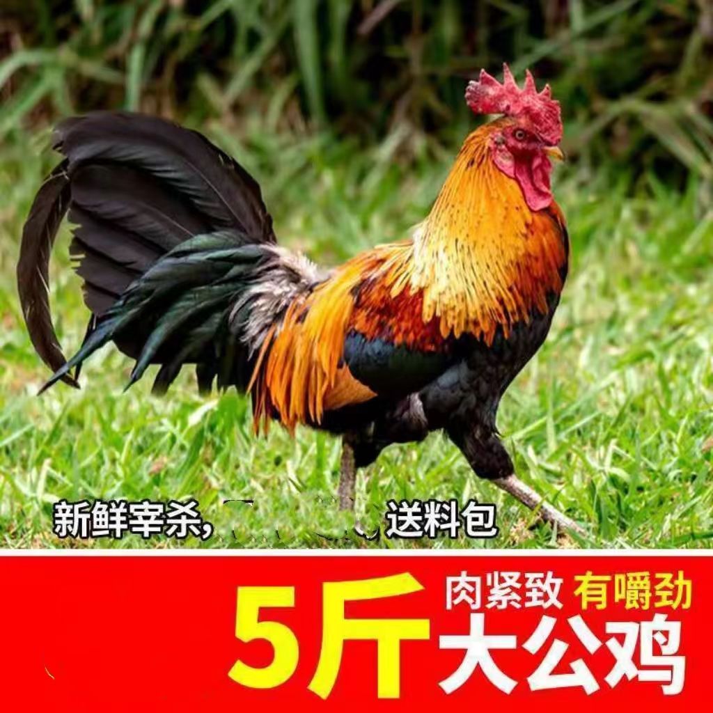 ũϹũϹʼֻ۴󹫼ϰ
