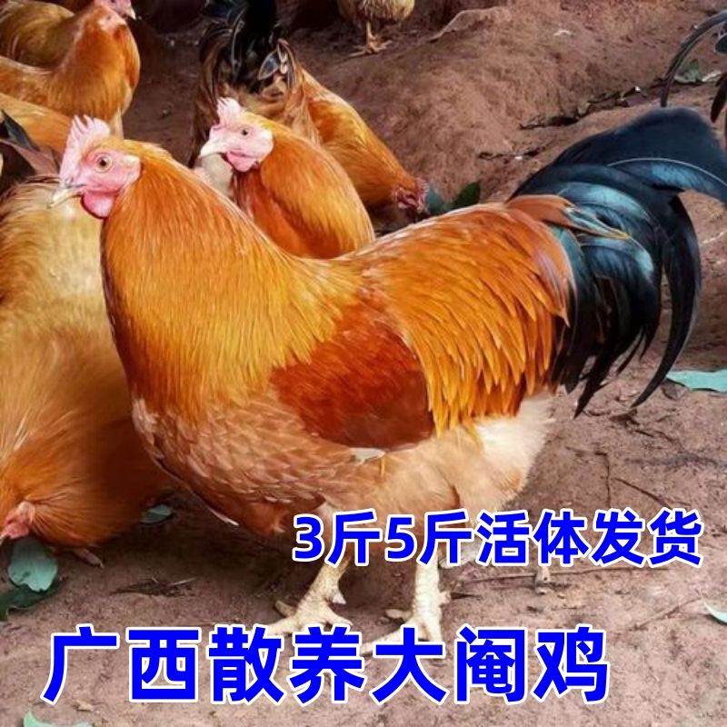 ֻɢ˼3/4/5ƹԶ鼦̫༦
