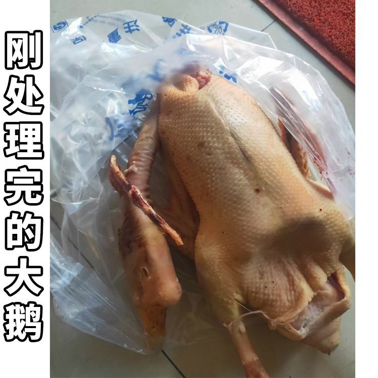 ֻũɢ׶֮ɱַԽԽó
