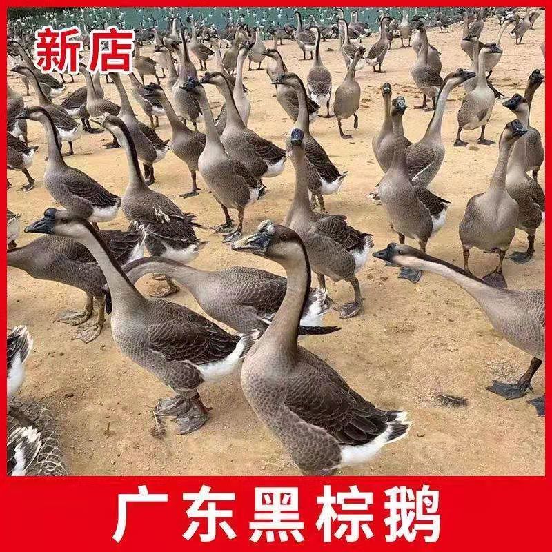 㶫ضũɢʴֻɱֳַ̬
