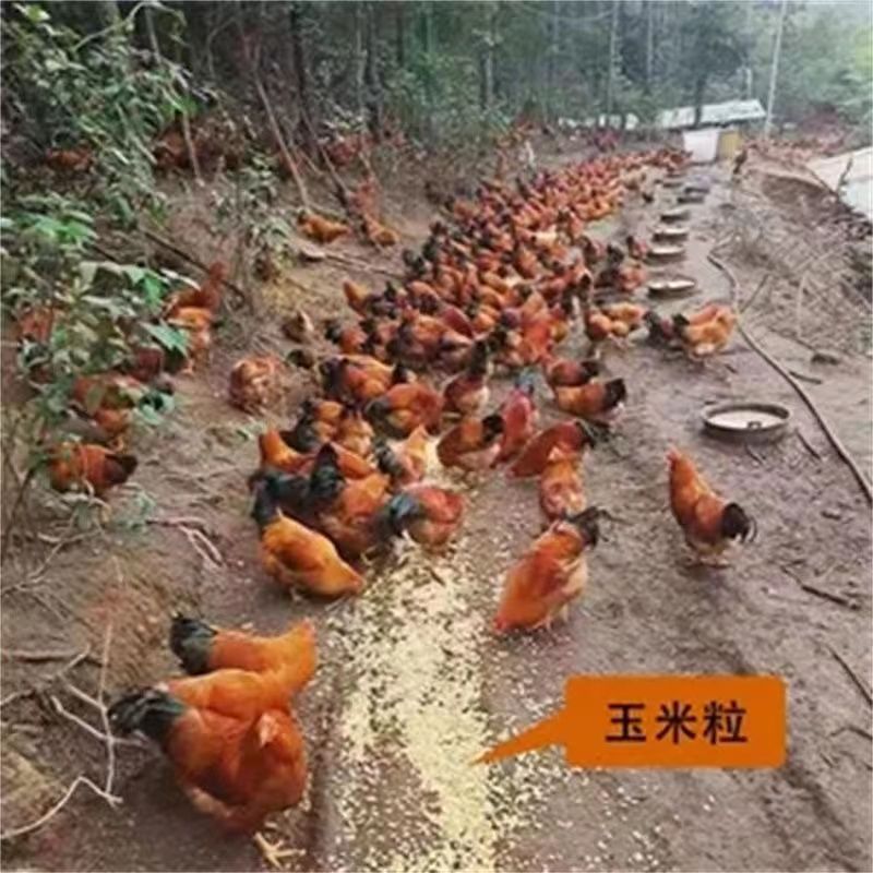 ֻɢ˼3/4/5ƹԶ鼦̫༦
