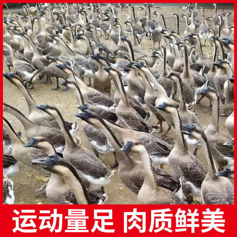 㶫ضũɢʴֻɱֳַ̬
