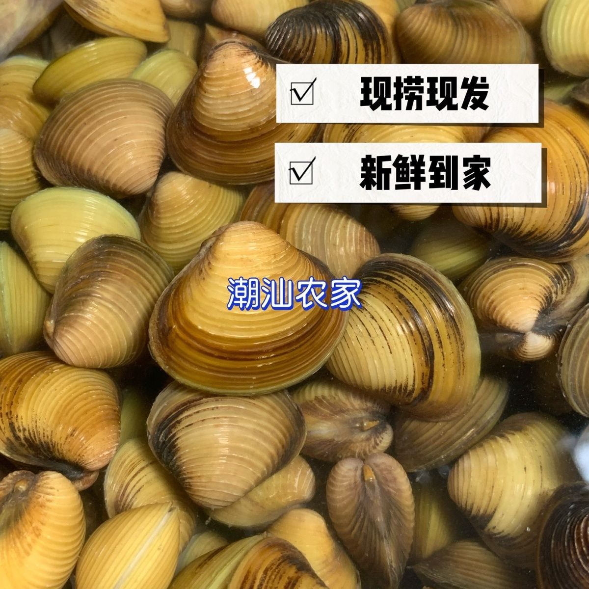 زϪʻַƽˮ