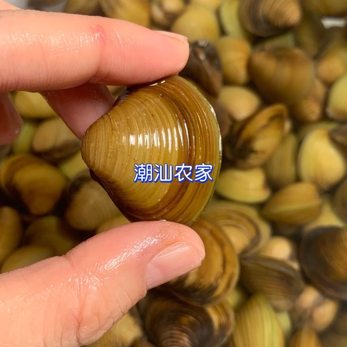 زϪʻַƽˮ