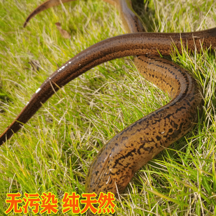 Ұ峤˿Ұˮʻԭ̬Ȼ
