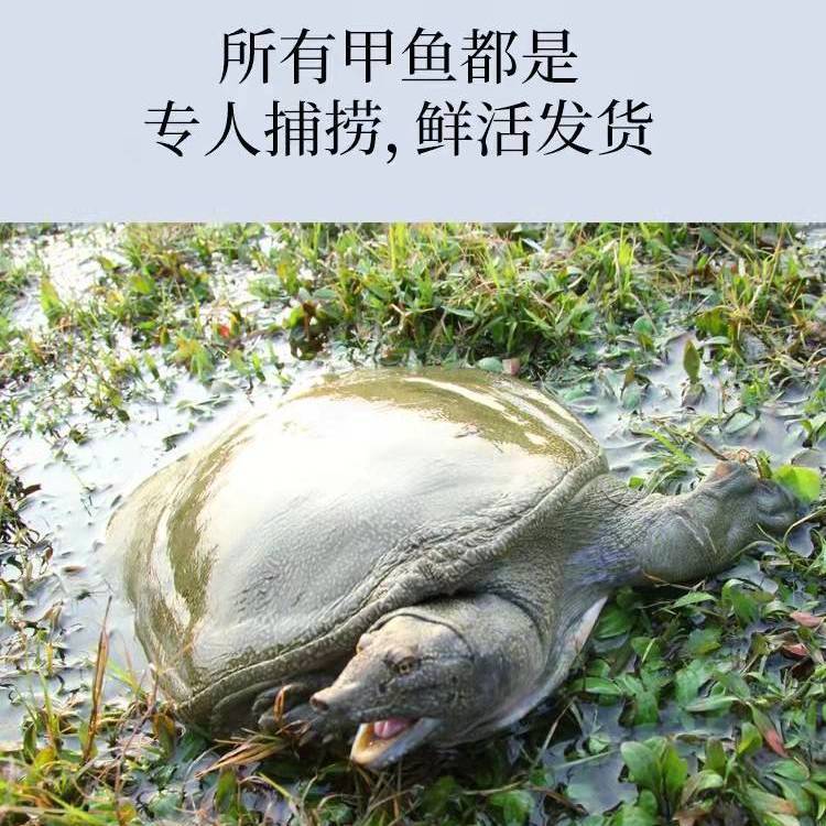 ǧڱؼȻҰҰ̲ˮ