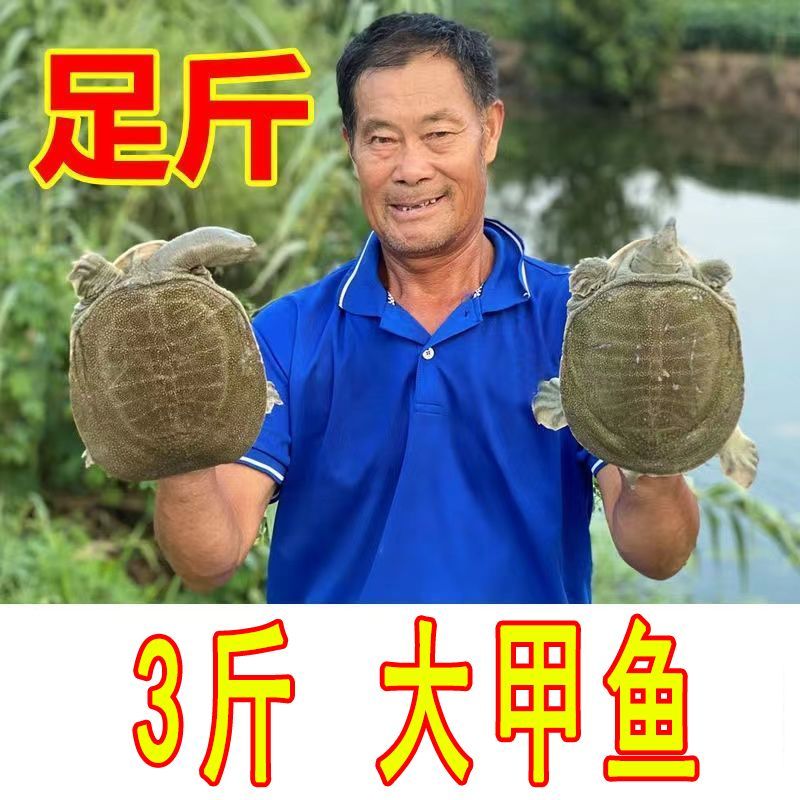 ʻ ʹ˺лϱڹˮ