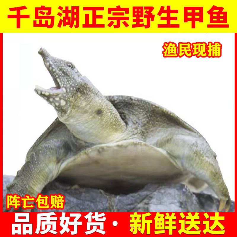 ǧڱؼȻҰҰ̲ˮ
