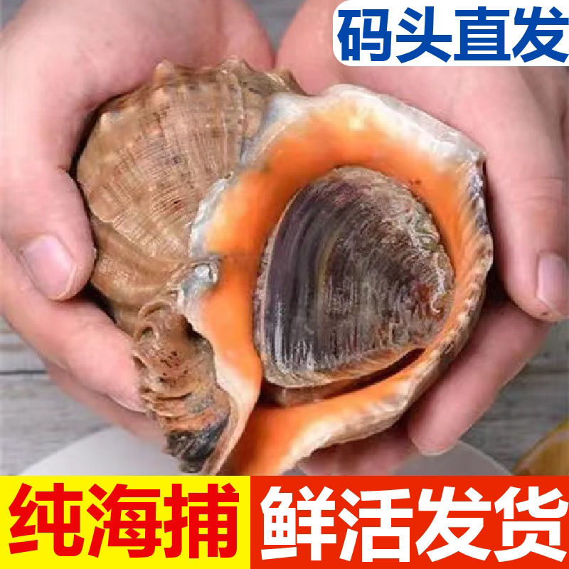 ʻݰһشСݳ