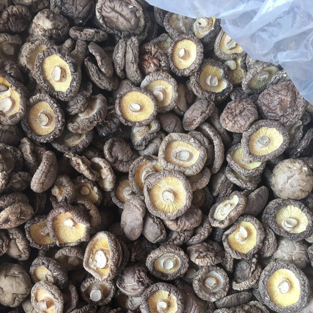 2023» Ͽ㹽 㹽ɻ 㹽  㹽Ģ 500g/250g
