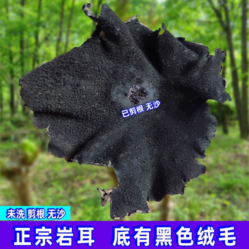 ɳʯҰҶɻڸ߶زҶôȻʯ
