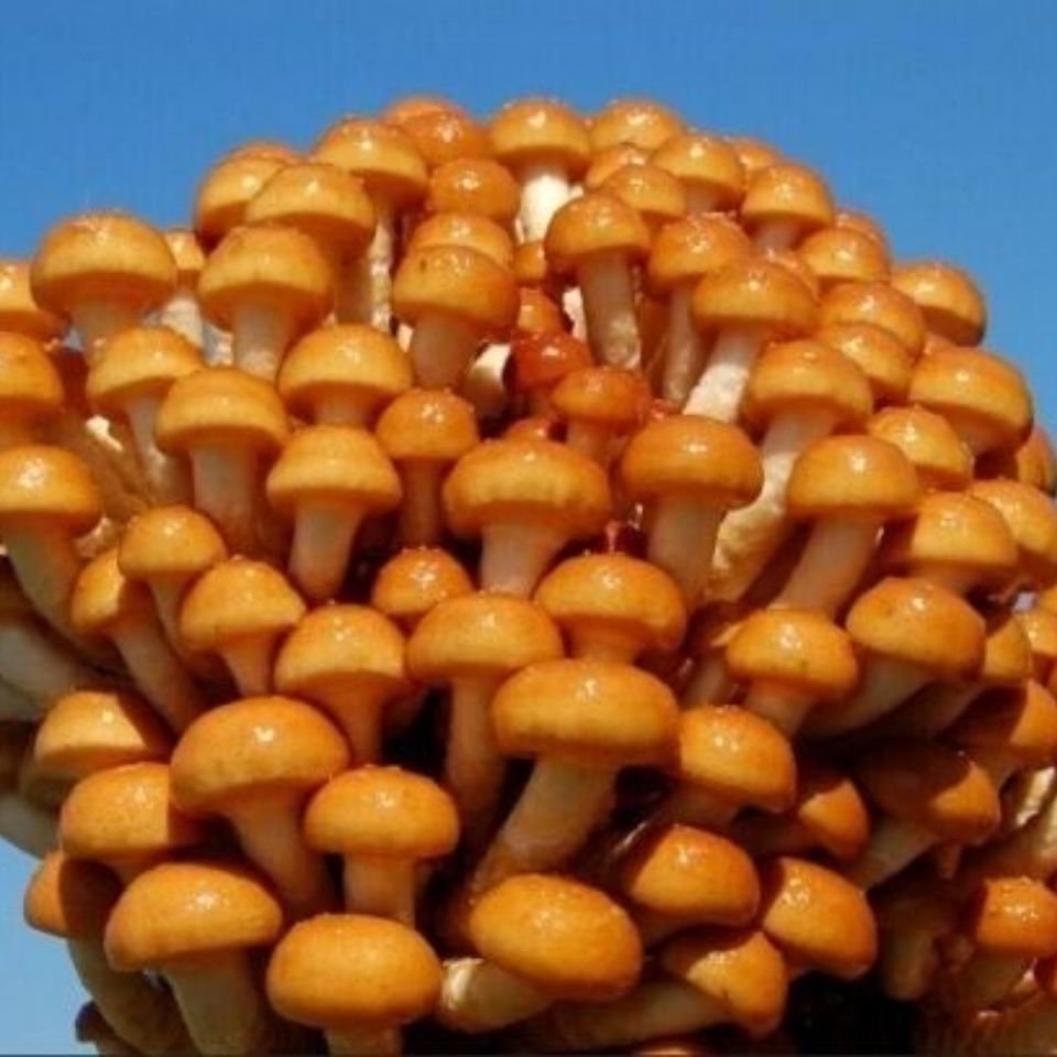 زκʻĢӹ峴̻
