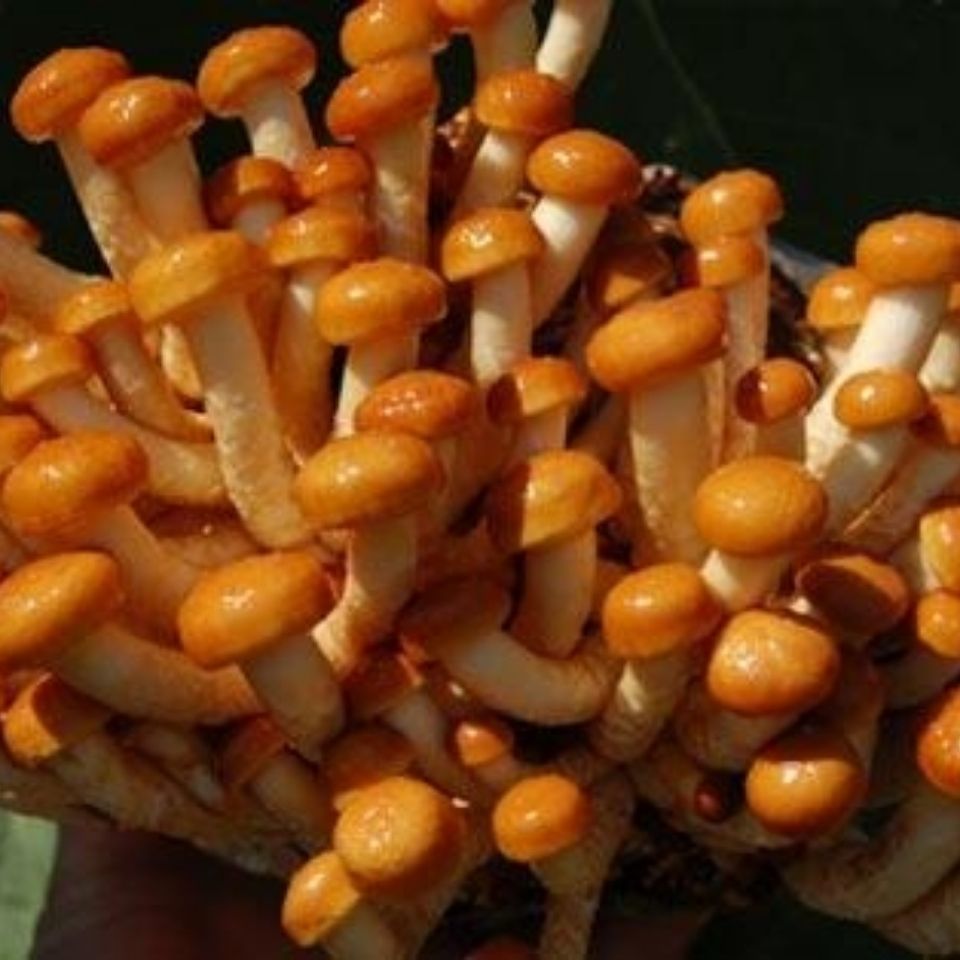 زκʻĢӹ峴̻