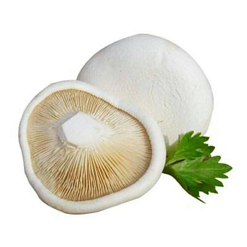 ʰ鹽Ģ ʳĢ Ƶ극곴ʳĶѡ
