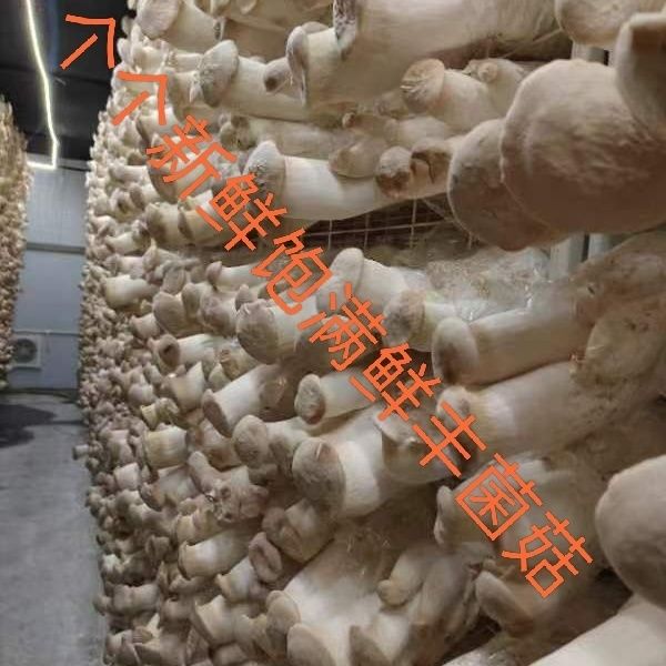ֱժӱѡѿ߲ʳþʴװĢ
