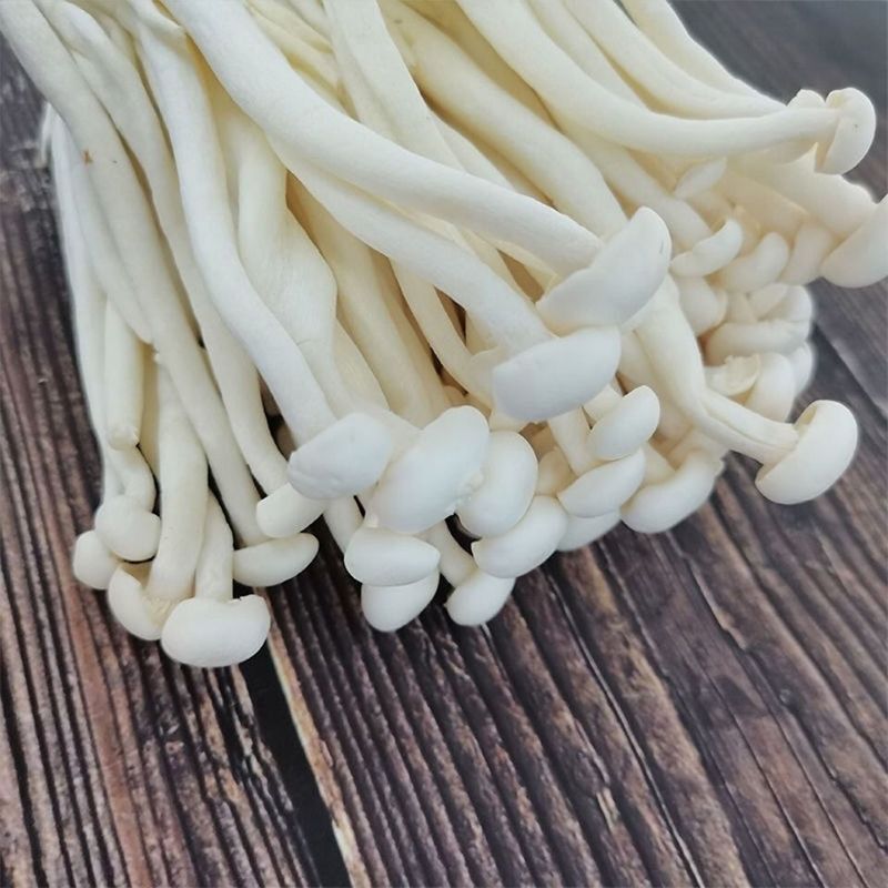 ʽ빽̲տ˼ûտӪũժ
