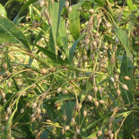 ޲С޲׹޲»ȥʪ޲հװ500g
