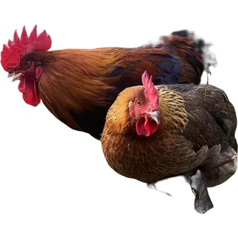 2ũɢиʳݼ˳3+