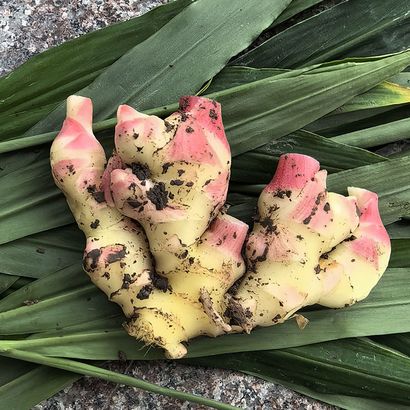 Сƽ۽۽ѿںѿнزСƽ