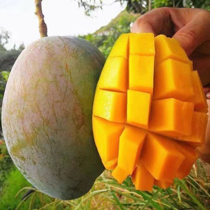 Ĵ֦ââӦˮƤŰ