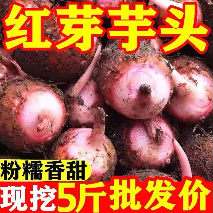 ѿ2024ڽӦëܵŴ
