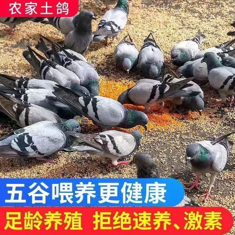 ˳3ֻɱӴͷצӪ̲