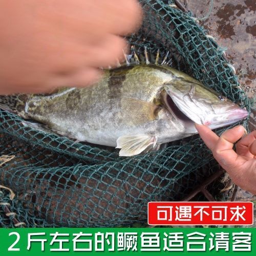 ˮ㼾ʻɱҰ
