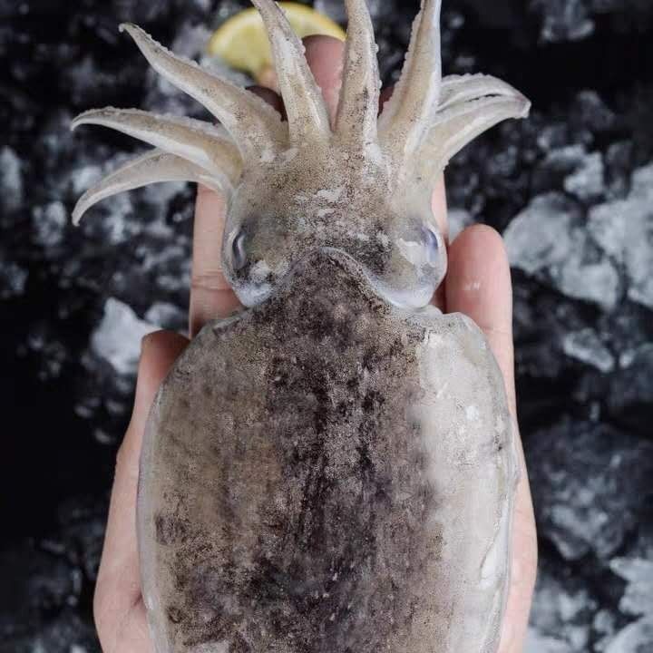 ˳īʻٶĿҰīīк